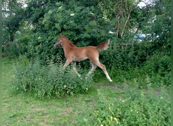 Arabian horses, Gelding, 10 years, 15.1 hh, Chestnut-Red