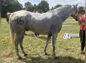 Arabian horses, Gelding, 10 years, 15 hh, Grey