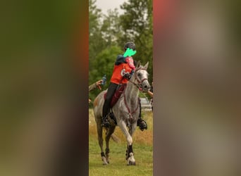 Arabian horses, Gelding, 10 years, 15 hh, Grey