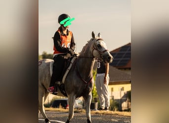 Arabian horses, Gelding, 10 years, 15 hh, Grey