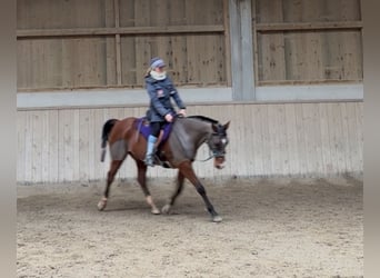 Arabian horses, Gelding, 10 years, 16 hh, Bay