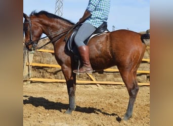 Arabian horses, Gelding, 11 years, 15.1 hh, Brown