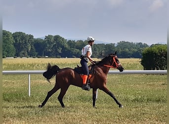 Arabian horses, Gelding, 11 years, 15,2 hh, Brown