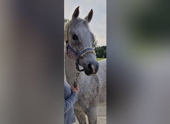 Arabian horses, Gelding, 11 years, 15,2 hh, Gray-Fleabitten