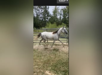 Arabian horses, Gelding, 11 years, 15 hh, Gray