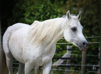 Arabian horses, Gelding, 11 years, 15 hh, Grey-Fleabitten