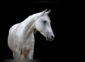 Arabian horses, Gelding, 12 years, 14.2 hh, Gray-Dark-Tan