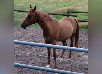 Arabian horses, Gelding, 12 years, 15,1 hh, Chestnut-Red