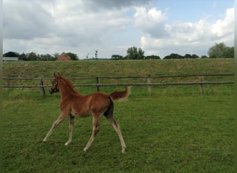 Arabian horses, Gelding, 12 years, 15,1 hh, Chestnut-Red