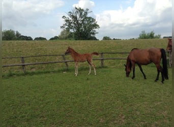 Arabian horses, Gelding, 12 years, 15,1 hh, Chestnut-Red