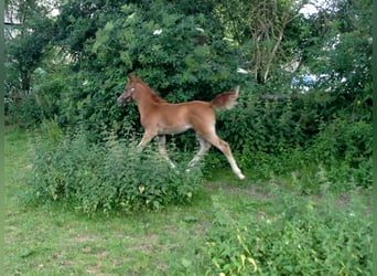 Arabian horses, Gelding, 12 years, 15,1 hh, Chestnut-Red