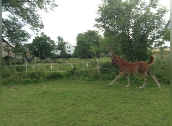 Arabian horses, Gelding, 12 years, 15,1 hh, Chestnut-Red