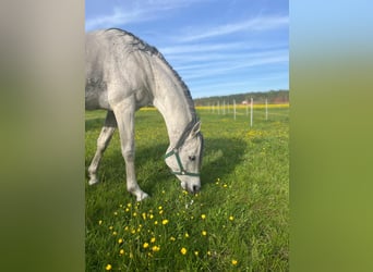 Arabian horses, Gelding, 12 years, 15,1 hh, Gray-Dark-Tan