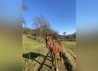 Arabian horses, Gelding, 12 years, 15 hh, Chestnut-Red