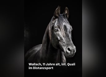 Arabian horses, Gelding, 12 years, 15,1 hh, Black