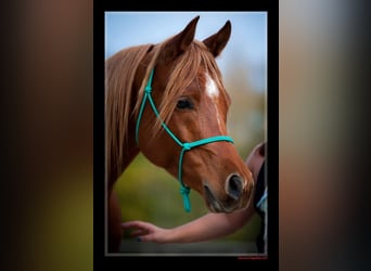 Arabian horses, Gelding, 12 years, 15,1 hh, Chestnut-Red