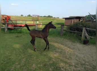 Arabian horses, Gelding, 12 years, 15,1 hh, Grey-Dark-Tan