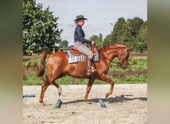 Arabian horses, Gelding, 12 years, Chestnut-Red