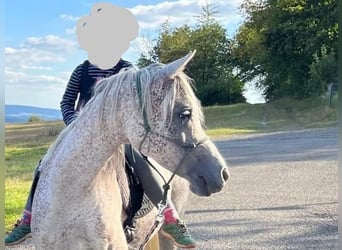 Arabian horses, Gelding, 13 years, 14.2 hh, Grey-Fleabitten