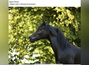 Arabian horses, Gelding, 13 years, 15.1 hh, Black