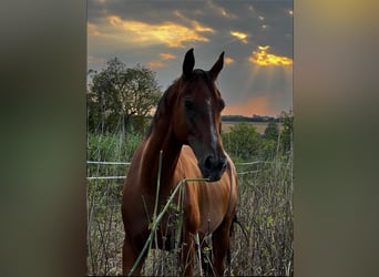 Arabian horses, Gelding, 13 years, 15,1 hh, Brown