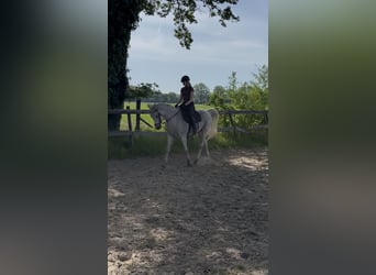 Arabian horses, Gelding, 13 years, 15.1 hh, Grey-Fleabitten