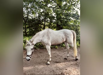 Arabian horses, Gelding, 13 years, 15.1 hh, Grey-Fleabitten