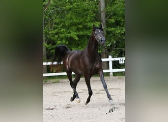 Arabian horses, Gelding, 13 years, 15.2 hh, Black