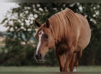 Arabian horses, Gelding, 13 years, 15,2 hh, Chestnut-Red