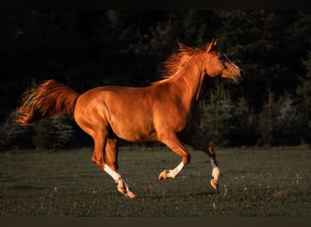 Arabian horses, Gelding, 13 years, 15,2 hh, Chestnut-Red