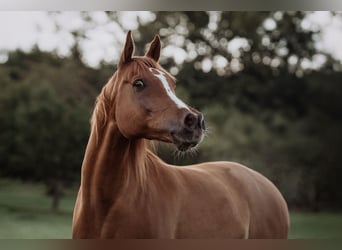 Arabian horses, Gelding, 13 years, 15,2 hh, Chestnut-Red