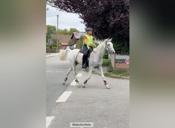 Arabian horses, Gelding, 13 years, 15,1 hh, Grey