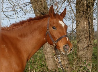 Arabian horses, Gelding, 13 years, 15,2 hh, Chestnut-Red