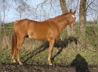 Arabian horses, Gelding, 13 years, 15,2 hh