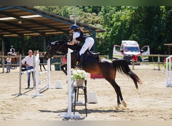 Arabian horses, Gelding, 14 years, 14.1 hh, Black