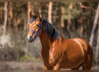 Arabian horses, Gelding, 14 years, 15.2 hh, Bay-Dark