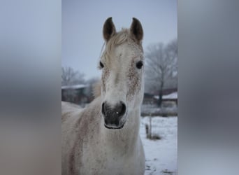 Arabian horses, Gelding, 14 years, 15.2 hh, Gray-Fleabitten