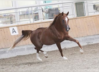 Arabian horses, Gelding, 14 years, 15 hh, Chestnut-Red