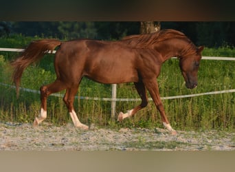 Arabian horses, Gelding, 14 years, 15 hh, Chestnut-Red