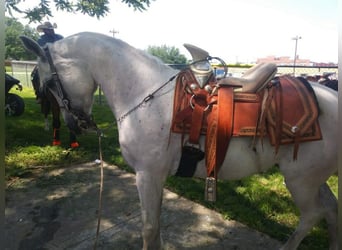 Arabian horses, Gelding, 15 years, 14,1 hh, White