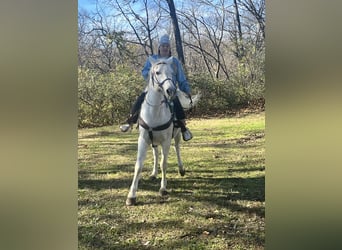 Arabian horses, Gelding, 15 years, 14,1 hh, White