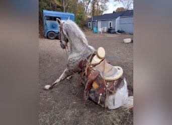 Arabian horses, Gelding, 15 years, 14,1 hh, White