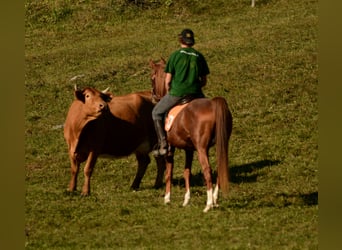 Arabian horses, Gelding, 15 years, 15 hh, Chestnut-Red
