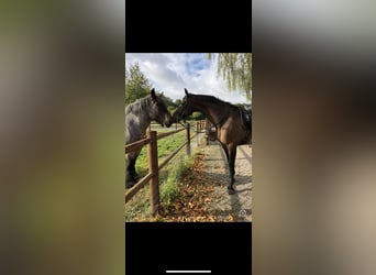 Arabian horses, Gelding, 15 years, 17.1 hh, Bay-Dark