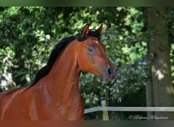 Arabian horses, Gelding, 16 years, 14.1 hh, Brown