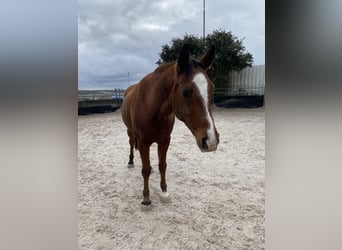 Arabian horses, Gelding, 16 years, 14,3 hh, Brown