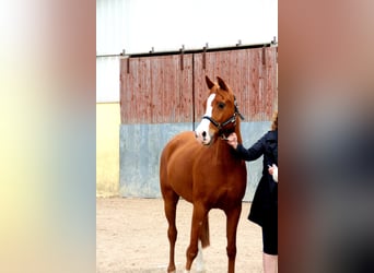 Arabian horses, Gelding, 16 years, 15.2 hh, Chestnut-Red