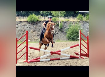 Arabian horses, Gelding, 17 years, 14,3 hh, Rabicano