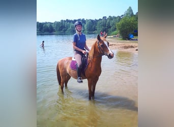 Arabian horses, Gelding, 17 years, 14,3 hh, Rabicano