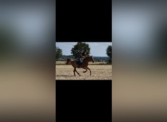 Arabian horses, Gelding, 17 years, 14,3 hh, Rabicano